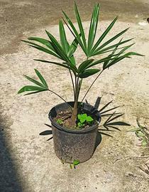 piante di palma da giardino