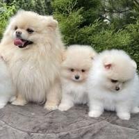 Volpino Spitz nano Pomerania Toy