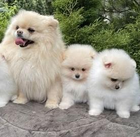 Volpino Spitz nano Pomerania Toy