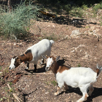Capretto nano molto bello