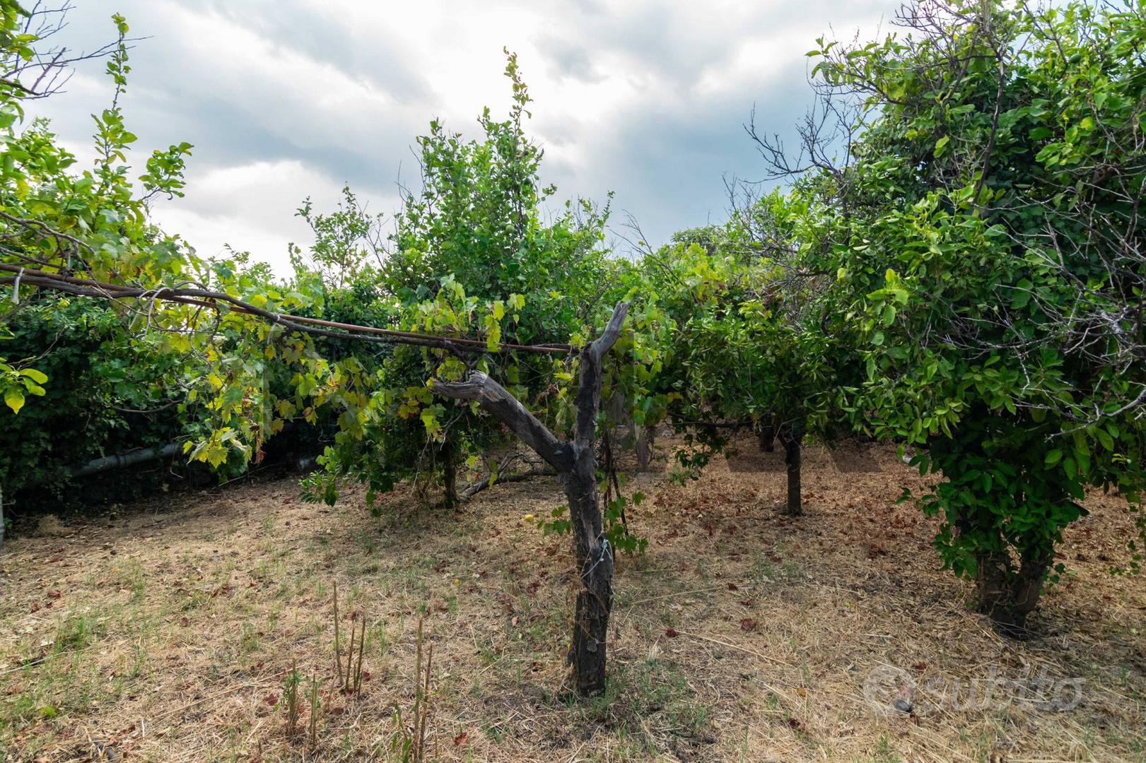 Terreno - Acireale - Vista 5