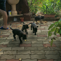 Disponibilità cuccioli cane corso