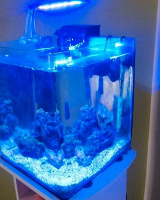 Acquario reef marino 35x35x35 completo