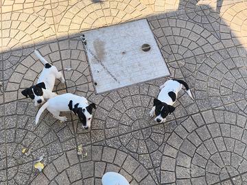 Jack Russel terrier