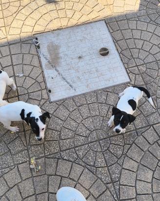 Jack Russel terrier