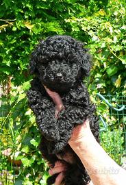 Maschietti Barboncino nano pedigree