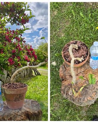Caudex cactus pelargonium fiore pianta lotto