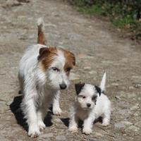 Jack Russell Terrier