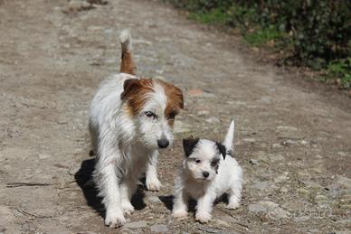 Jack Russell Terrier