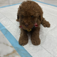 Cucciolo di barboncino mini Toy