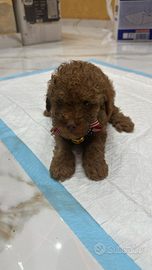 Cucciolo di barboncino mini Toy