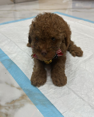 Cucciolo di barboncino mini Toy