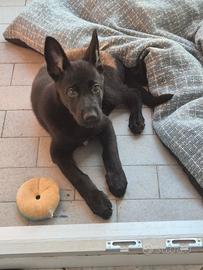 Cucciola pastore tedesco