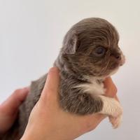 Cucciolo chihuahua lilac pedigree