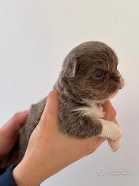Cucciolo chihuahua lilac pedigree