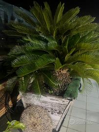 Cycas