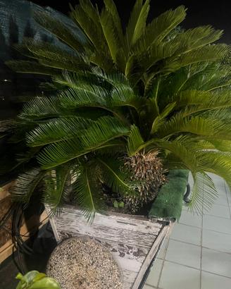 Cycas