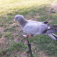 Colombi Livornesi e Ternani