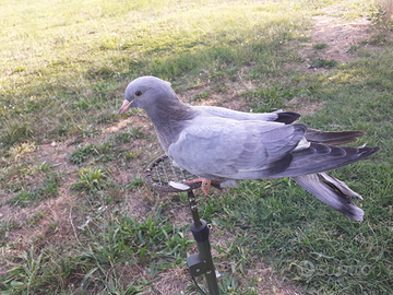 Colombi Livornesi e Ternani