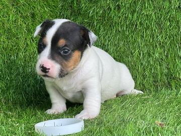 Jack Russell