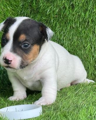 Jack Russell