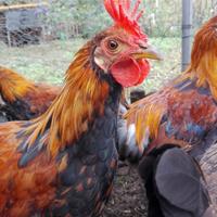 Galli razza Siciliana Collo Oro