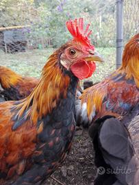 Galli razza Siciliana Collo Oro