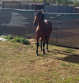 Mini trotter