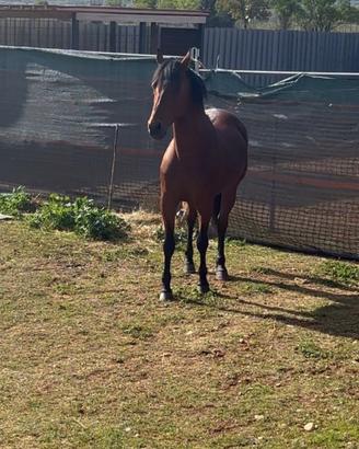 Mini trotter