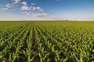 Azienda agricola di prestigio a seminativo