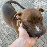American Pitbull Terrier