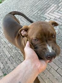 American Pitbull Terrier