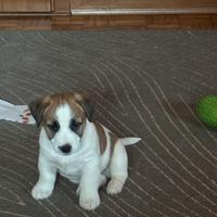 Jack Russel terrier