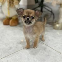 Chihuahua a pelo lungo