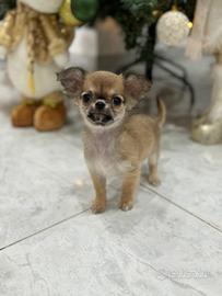 Chihuahua a pelo lungo