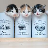 Maine Coon cuccioli con pedigree