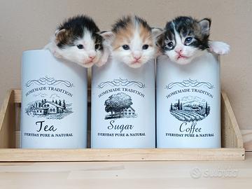 Maine Coon cuccioli con pedigree