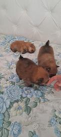 Cuccioli di spitz pomerania mini toy
