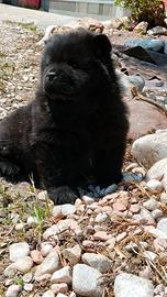 CHOW CHOW,con pedigree ENCI