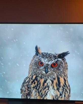 LG OLED 55'