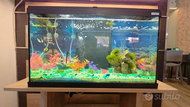 acquario 