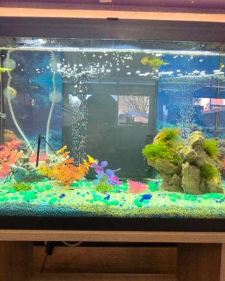 acquario 