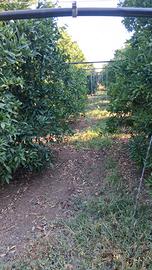 Terreno agricolo