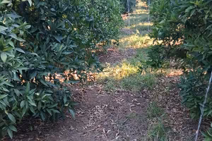 Terreno agricolo