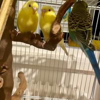 Cocorite nate in casa - dolcissime e giocherellone