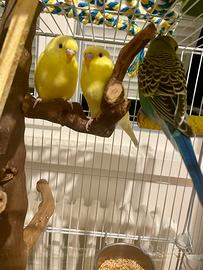 Cocorite nate in casa - dolcissime e giocherellone