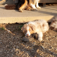Australian shepherd cuccioli