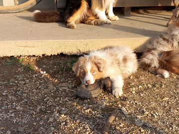 Australian shepherd cuccioli