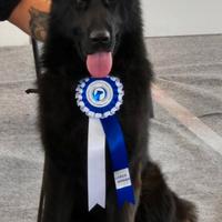 Pastore Tedesco disponibile per monte