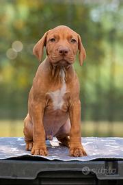 Cuccioli di American Pitbull